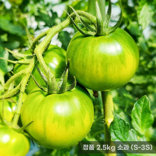 정품 옥황 짭짤이토마토 2.5kg 소과 (S-3S)