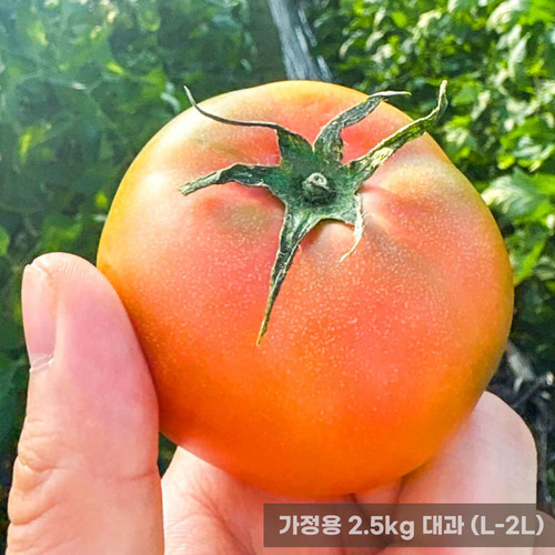 가정용 옥황 대저토마토 2.5kg 대과 (L-2L)