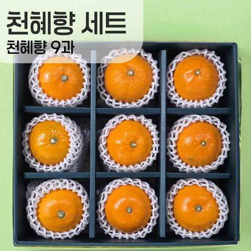 [선물세트] 천혜향 9과