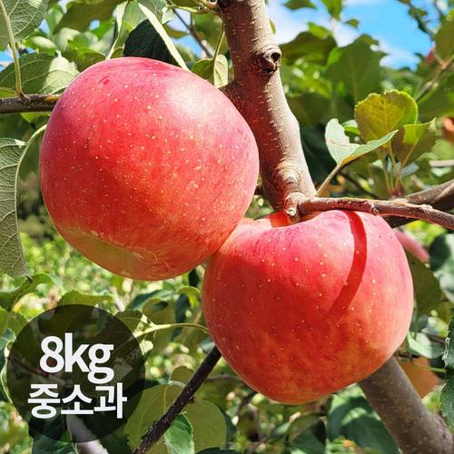 달옥농산 부사(보조개) 사과 8kg 중소과 (38~48과)