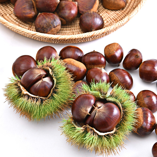 공주 알밤 1kg (대)