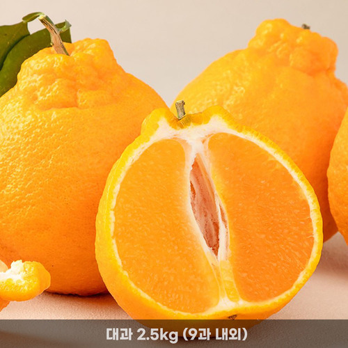 [청년농가] 제주직송 당일수확 한라봉(가정용) 대과 2.5kg (9과내외)
