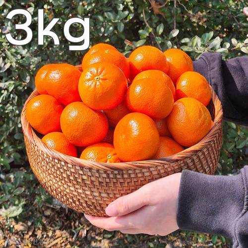 고당도 미국귤 만다린 3kg