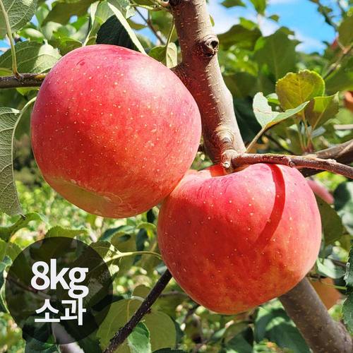 달옥농산 부사(보조개) 사과 8kg 소과 (49~70과)