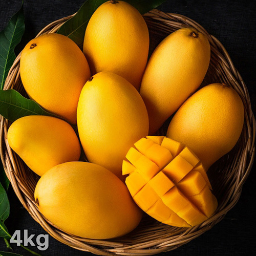 [흙이음] 태국 골드망고 4kg (12과수 내외)