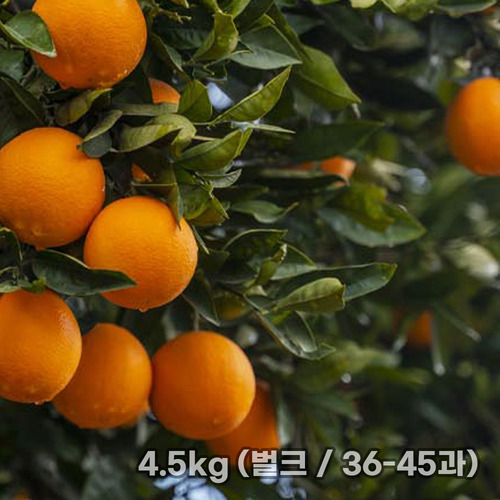 [흙이음] 제주 홍매향 소과 4.5kg (벌크 / 36-45과)