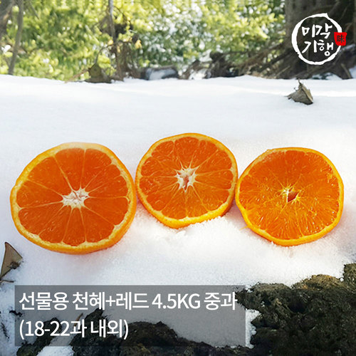 [미각기행] 제주 선물용 천혜+레드 4.5KG 중과(18-22과 내외)