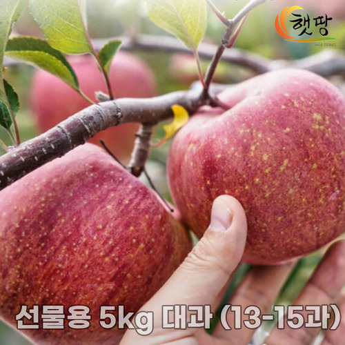 플래비안 메모리폼 원형방석