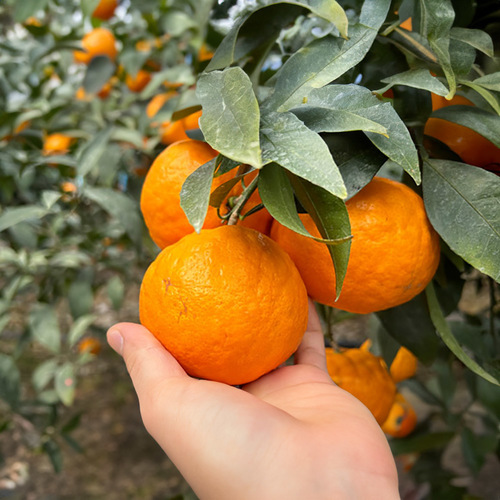 농장직송 당도선별 고당도 수라향 1.5kg