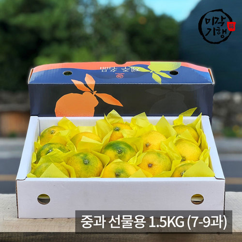 [미각기행] 제주 황금향 중과 선물용 1.5KG (7-9과)