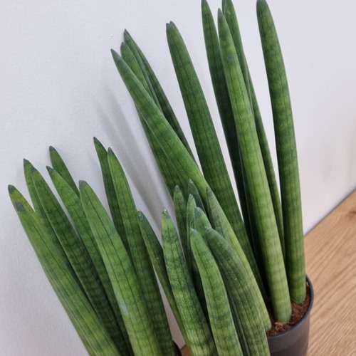 스투키(20cm) 분갈이용