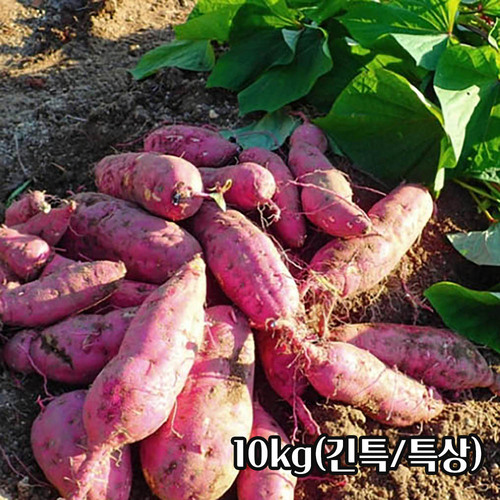 25년산 세척 밤고구마 10kg(긴특/특상)