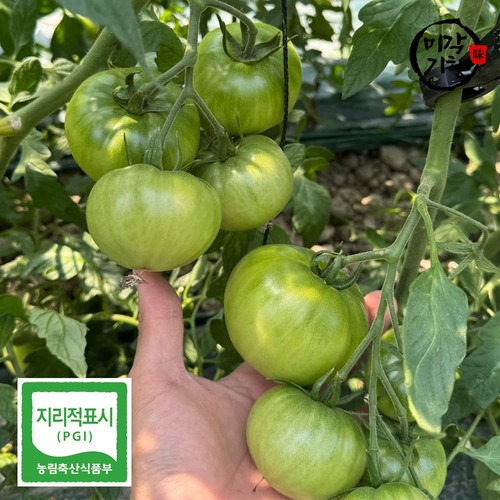 [미각기행] 농장직송 당일수확 프리미엄 대저 짭짤이 토마토 (3S-S) 1kg