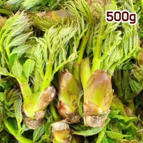 국산 참두릅 500g (특)