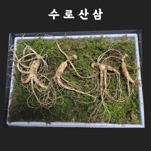 [수로산삼] 산양산삼 9~10년근 정삼 선물세트