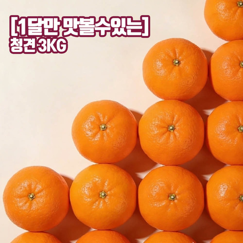 [1달만 맛볼수있는] 제주오렌지 청견 3kg 중대과(7-10입내외)