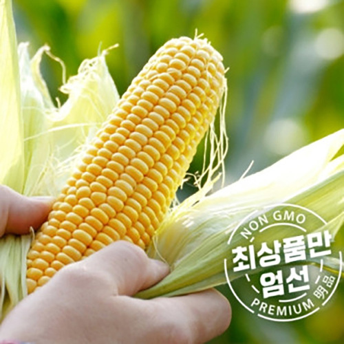 제주 초당옥수수 20개입 상품(15cm 이상)