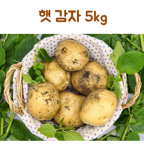 신선 감자 5kg(왕특)