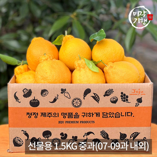 [미각기행] 제주 한라봉 선물용 1.5KG 중과(07-09과 내외)
