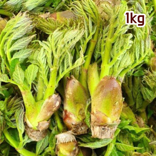국산 참두릅 1kg (특)