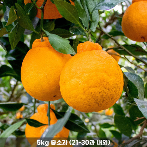 달콤함이 가~득한 신품종! 26년 옥황 써니트한라봉 5kg 중소과 (21-30과 내외)