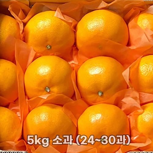 제주직송 천혜향 실중량 4.5kg (선물세트 부직포가방) 소과 (24~30과)
