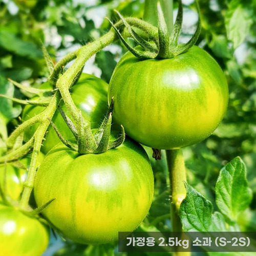 가정용 옥황 짭짤이토마토 2.5kg 소과 (S-2S)