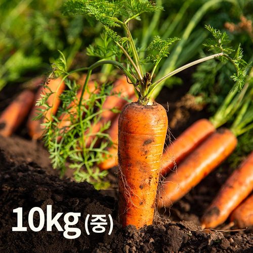 제주 흙 햇 생 구좌 당근 중 10kg