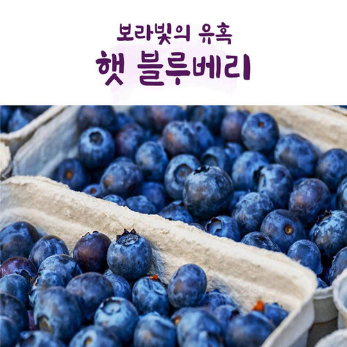 국산 햇 생블루베리 300g (15mm 이상)
