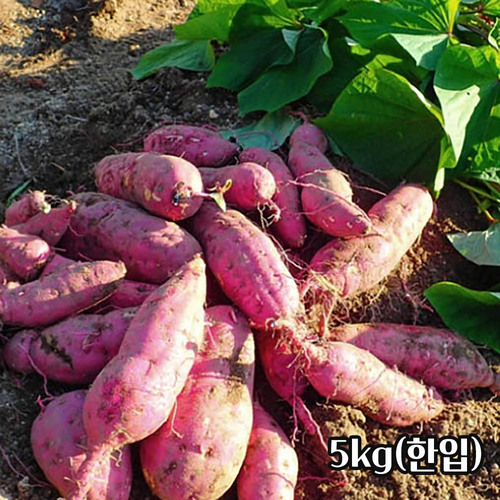 25년산 세척 밤고구마 5kg(한입)