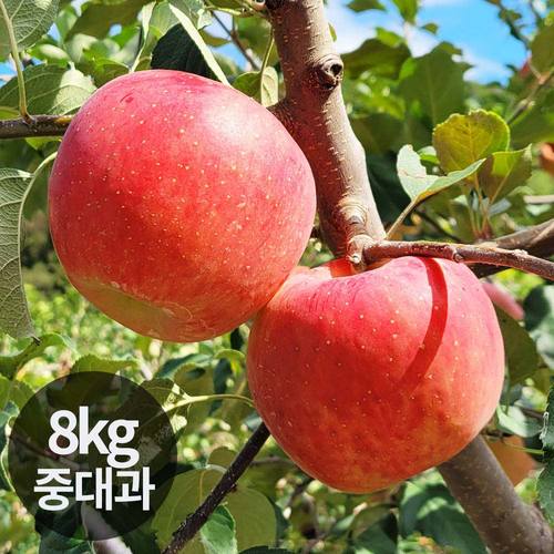 달옥농산 부사(보조개) 사과 8kg 중대과 (28~33과)