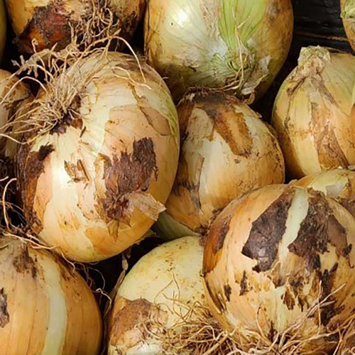 25년산 남도 흰양파 3kg(개당 200~400g)