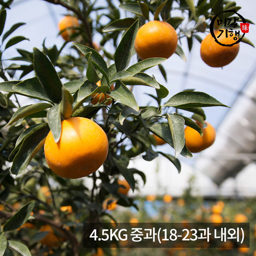 [미각기행] 제주 천혜향 가정용 4.5KG 중과(18-23과 내외)