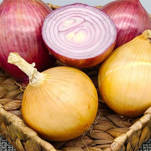 25년산 남도 흰양파 5kg(개당 100~200g)