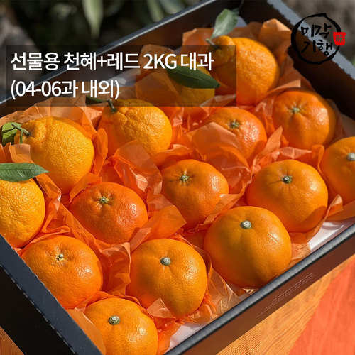 [미각기행] 제주 선물용 천혜+레드 2KG 대과(04-06과 내외)