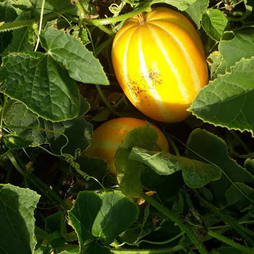 산지직송 성주 고당도 하우스 꿀참외 [정품] 성주 참외 중과 (9-12과 내외) 3kg (개별망)