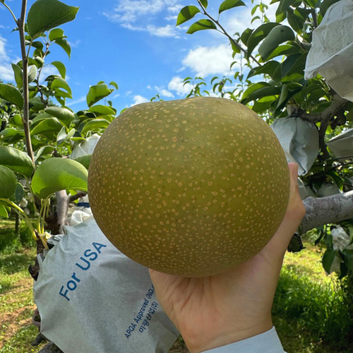 만풍배 선물세트 7.5kg 9과 특대과