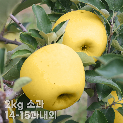 [햇땅] 시나노골드 가정용 2kg 소과 14-15과내외