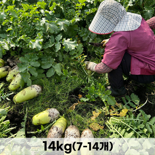 농장직송_제주 햇 화산토 무 14kg(7~14개)