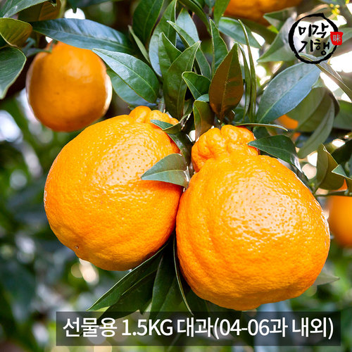 [미각기행] 제주 한라봉 선물용 1.5KG 대과(04-06과 내외)