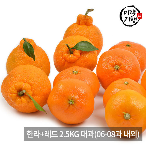 [미각기행] 제주 가정용 한라+레드 2.5KG 대과(06-08과 내외)