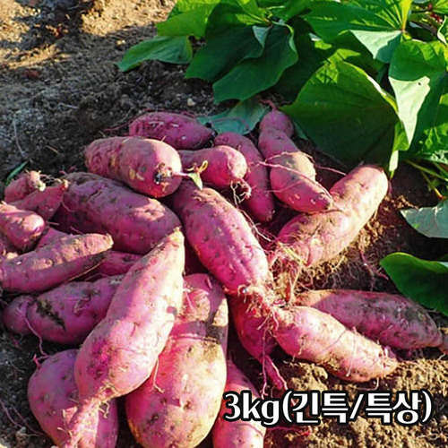 25년산 세척 밤고구마 3kg(긴특/특상)
