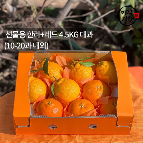 [미각기행] 제주 선물용 한라+레드 4.5KG 대과(10-20과 내외)