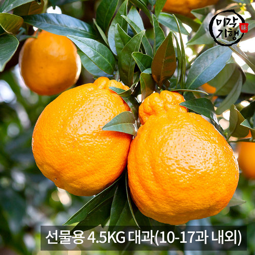 [미각기행] 제주 한라봉 선물용 4.5KG 대과(10-17과 내외)
