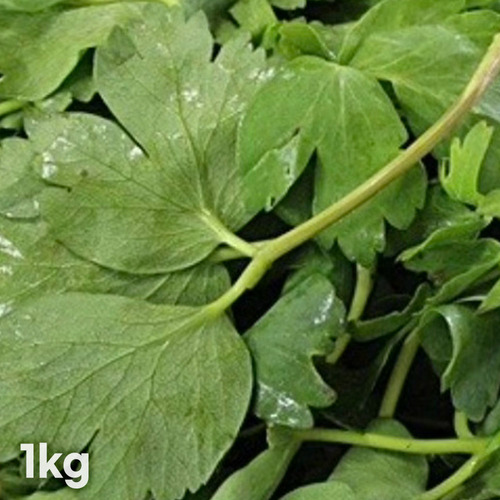 [보냉박스+아이스팩포장] 국산 생 방풍나물 1kg (특품 선별발송)