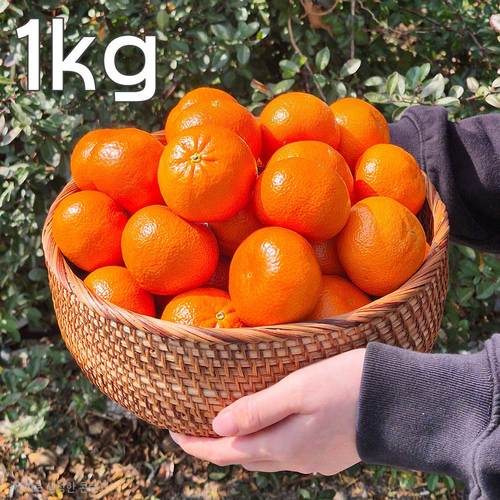 고당도 미국귤 만다린 1kg