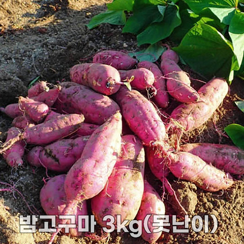 25년산 세척 밤고구마 3kg(못난이)