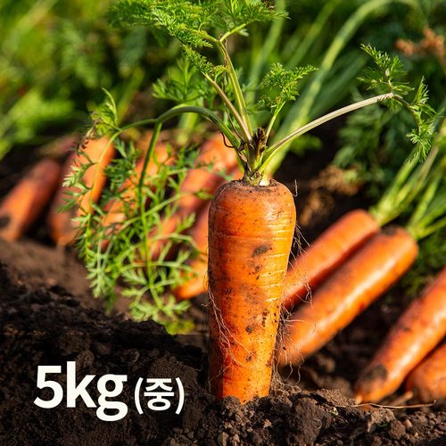 제주 흙 햇 생 구좌 당근 중 5kg