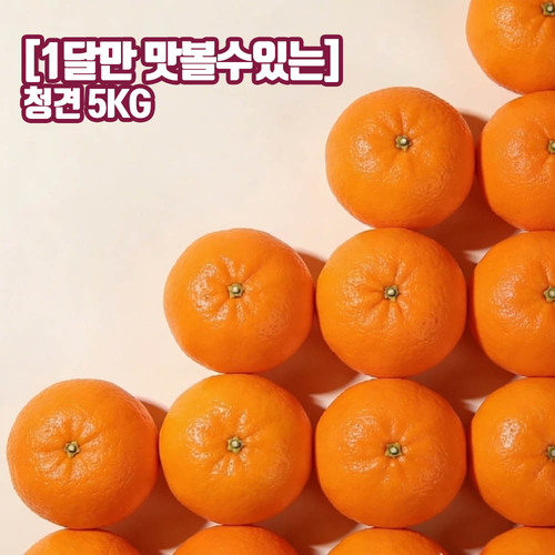 [1달만 맛볼수있는] 제주오렌지 청견 5kg 중대과(12-19입내외)