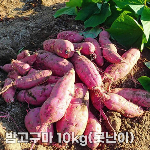 25년산 세척 밤고구마 10kg(못난이)